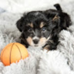 Meet your Posher, Skyler